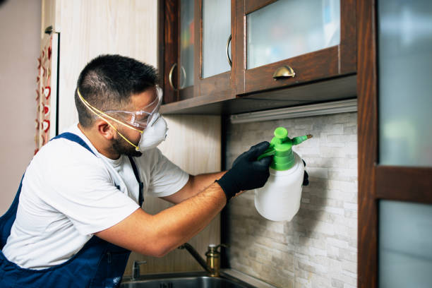 Best Ant Control Services  in Montgomery, MN