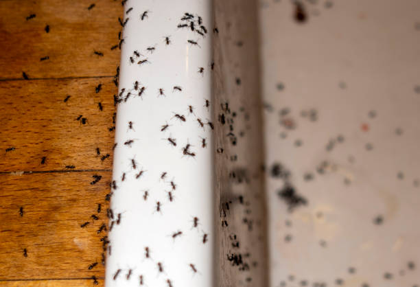 Best Residential Pest Control  in Montgomery, MN