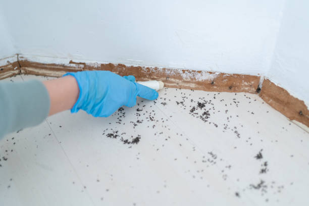 Best Exterminator Services  in Montgomery, MN